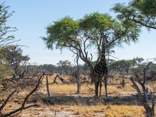 Giraffe
