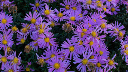 purple and yellow flowers