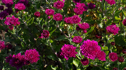 pink flowers in the garden