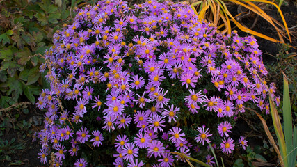flowers in the garden