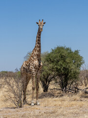 Giraffe