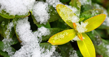 マクロ撮影した雪の日の庭、冬の庭の風景のヘッダー素材