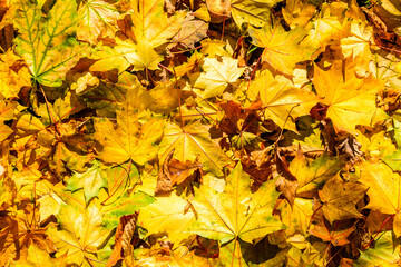 Background of the fallen yellow maple leaves. Autumn concept