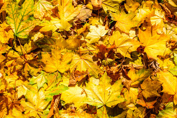 Background of the fallen yellow maple leaves. Autumn concept