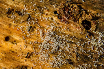 Colony of ants in the rotten stump