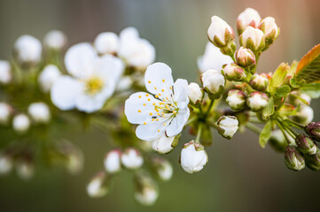 Sunset Serenade of Cherry Blossoms: Spring's Floral Dance