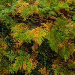 fougères aux couleurs d'automne