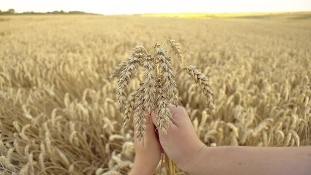 Hands of Harvest: Wheat Grasped by Human Hand on Farmer's Field, Embodying Grain Cultivation. High quality 4k footage