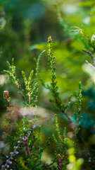 Macro de tiges de bruyère sauvages, sur un arrière-plan verdoyant