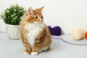 red Kuril bobtail kitten close up photo with wool ball on white wall background