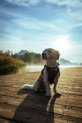 Ein kleiner Terrier Hund sitzt auf einem Holzsteg am See. Sonnenaufgang, Herbst Hintergrund. 
