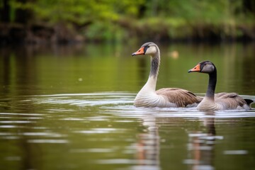 Obraz premium two geese oblivious to each other on a big pond