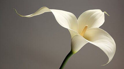 The gentle curve of a calla lily, simplistic and elegant.