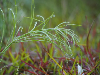 朝露のおりた草むら　スギナ