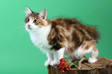 three color Kuril bobtail kitten close up photo on green background