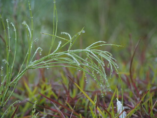 朝露のおりた草むら　スギナ