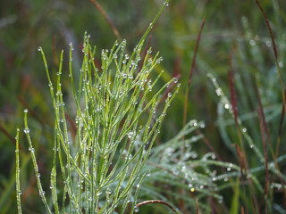 朝露のおりた草むら　スギナ