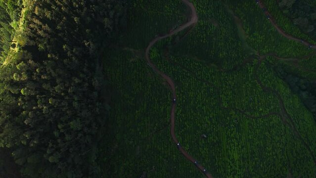Jeeps travelling through narrow offroad ways drone shot in a green tea plantation, Munnar, Kerala