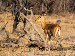 Impala