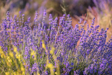 Lavender flowers close-up background