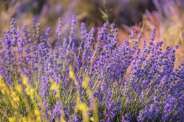 Fototapeta premium Lavender flowers close-up background