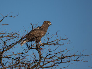 Schlangenadler