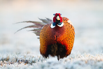 Common pheasant Phasianus colchius Ring-necked pheasant in natural habitat, grassland in early winter