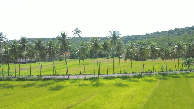 Parra coconut tree road Arial view Travel Couple On Bike Best Goa Public Palace Green Grass And Green Trees Best View In Goa 05