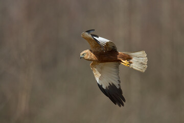 Flying Birds of prey Marsh harrier Circus aeruginosus, hunting time Poland Europe	
