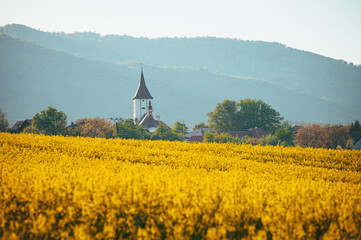 Tranquil Springtime: Church Overlooking Vast Yellow Rapeseed Fields Rural Agricultural Landscape