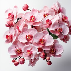 Fototapeta na wymiar Pink Orchid Flowers, Hd , On White Background 