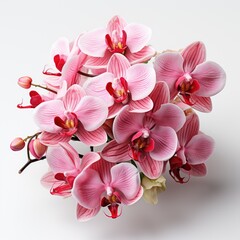 Fototapeta na wymiar Pink Orchid Flowers, Hd , On White Background 