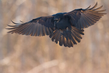 Bird beautiful raven Corvus corax North Poland Europe