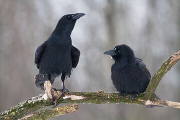 Bird beautiful raven Corvus corax North Poland Europe