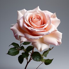 Pink White Rose, Hd , On White Background 