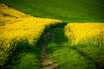 Agricultural Beauty: Spring Rapeseed and Wheat Fields – Beautiful Agricultural Landscape