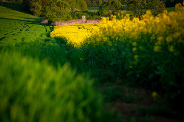 Blossoming Fields: Rapeseed and Wheat Under the Spring Sun – Beautiful Agricultural Landscape