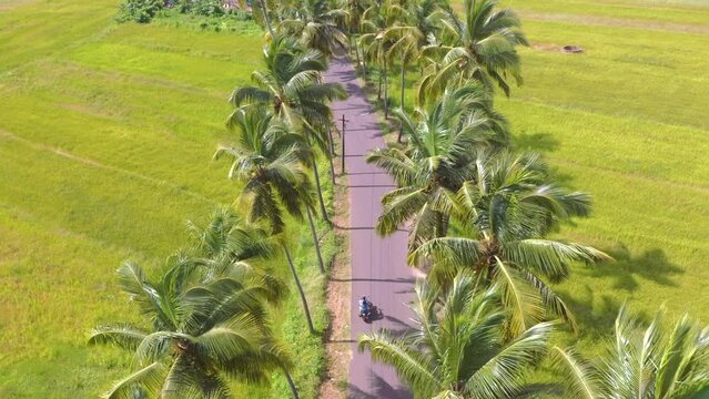 Parra coconut tree road Arial view Travel Couple On Bike Best Goa Public Palace Green Grass And Green Trees Best View In Goa
