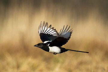 The Eurasian Magpie or Common Magpie or Pica pica on the branch with colorful background, winter time
