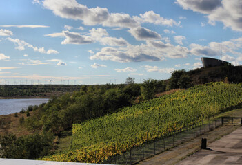 Weinanbau IBA Terrassen