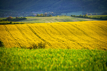 Vibrant Spring Flowers in the Heart of the Beautiful Agricultural Landscape