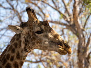 Giraffe