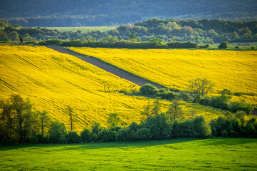 Endless Fields of Flowers: A Springtime Symphony of Color