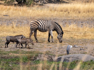 Zebra