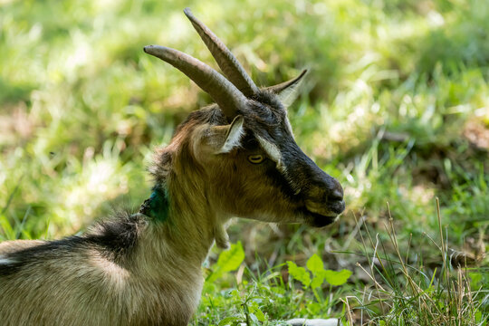 goat head on green grass, near Immenstadt,  Germany
