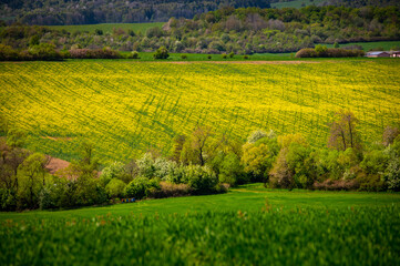 Nature's Canvas: Spring Flowers in Rural Fields