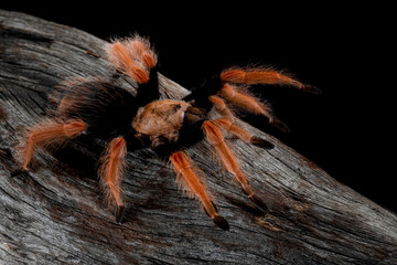 Brachypelma Boehmei Also Known The