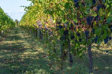 Fototapeta na wymiar Cavernet Sauvignon grapes in the vineyard on a sunny day.