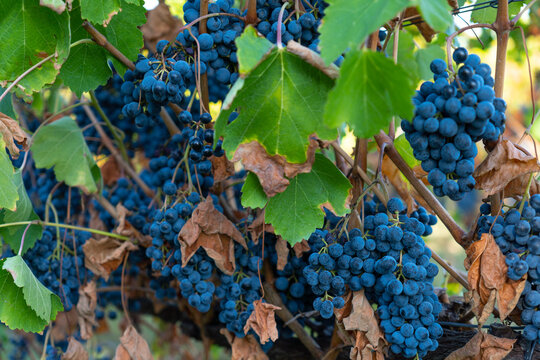 Cavernet Sauvignon grapes in the vineyard on a sunny day.