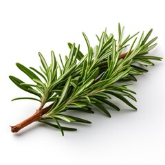Fototapeta premium Rosemary Branches , Hd , On White Background 